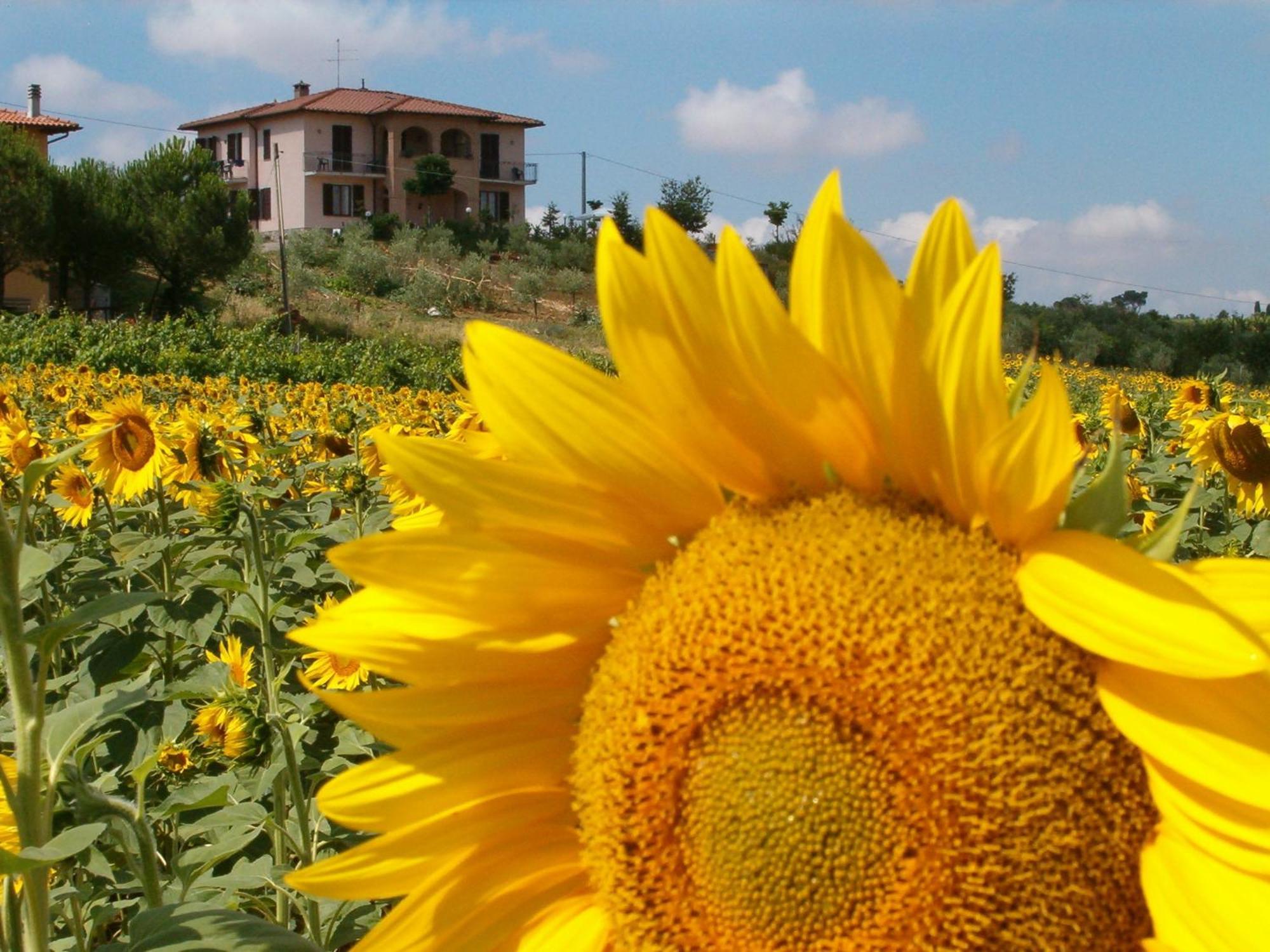 B&B Il Girasole - Rooms & House In Country - 1500 Meters From Historic Center Montepulciano Stazione Eksteriør bilde
